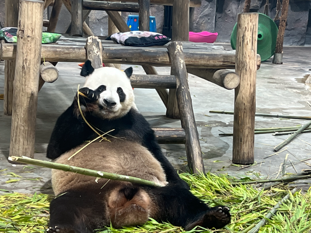 所有郑州人免费了！立博观光车带你嗨玩竹海野生动物园！