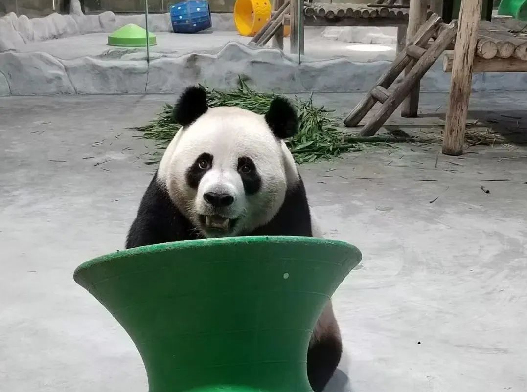 所有郑州人免费了！立博观光车带你嗨玩竹海野生动物园！