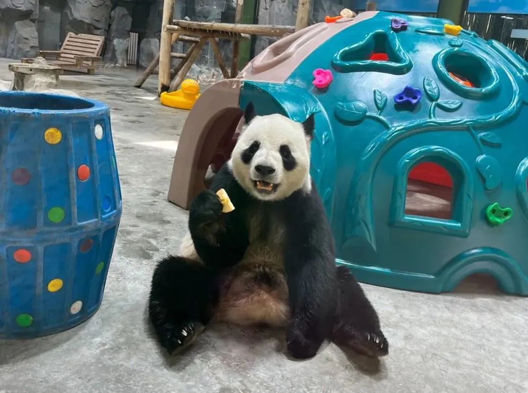 所有郑州人免费了！立博观光车带你嗨玩竹海野生动物园！